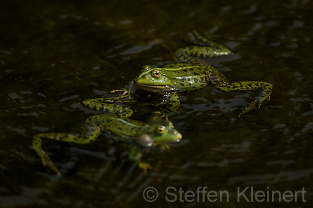 Teichfrosch (Rana kl. esculenta)  - 14